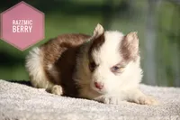 Razzmic Berry, a female Yakutian Laika for sale in Wells River, VT – 1 of 3
