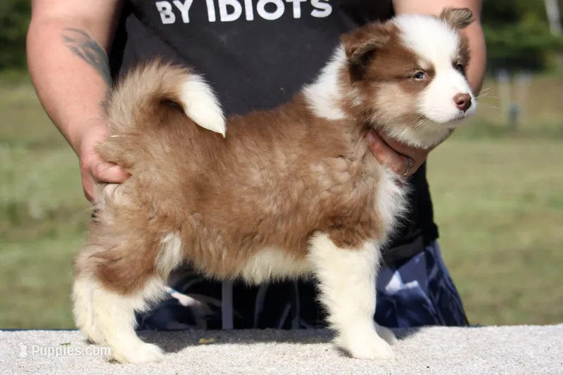 Atomic Tangerine – Yakutian Laika puppy for sale in Auriesville, NY