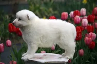 Whap, a male Yakutian Laika for sale in Wells River, VT – 3 of 3