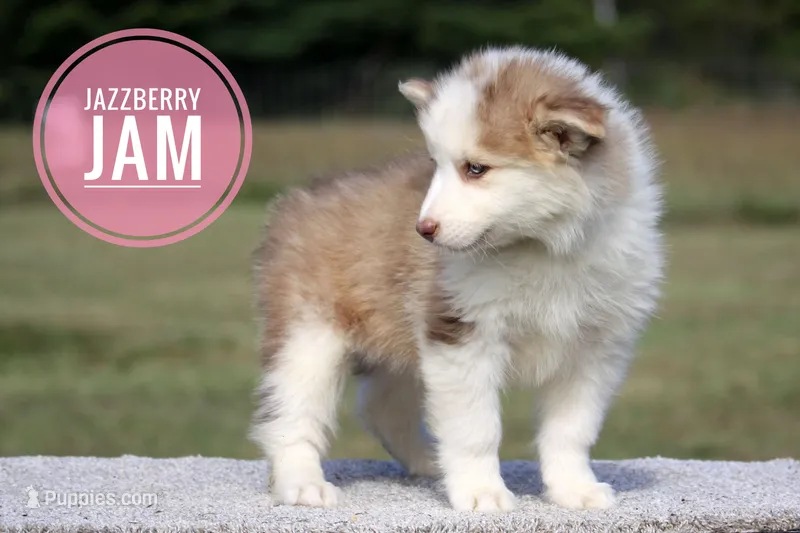 Jazzberry Jam – Yakutian Laika puppy for sale in Auriesville, NY