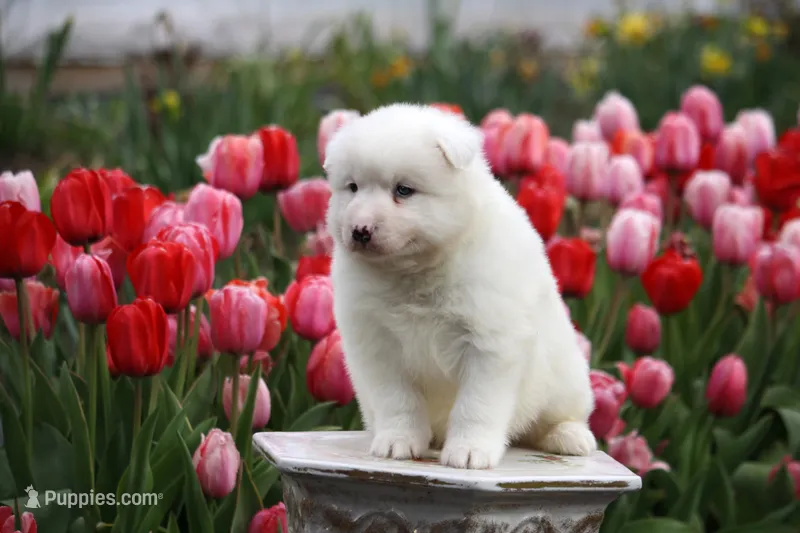 Whap, a male Yakutian Laika for sale in Wells River, VT – 1 of 3