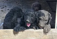 Black Female , a female Goldendoodle for sale in Salem, IN – 4 of 5