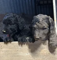 Black Female , a female Goldendoodle for sale in Salem, IN – 5 of 5