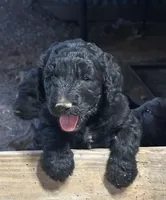 Black Female , a female Goldendoodle for sale in Salem, IN – 2 of 5