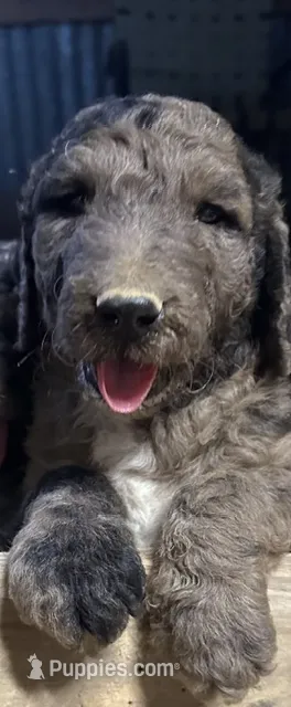 Black Female  – Goldendoodle puppy for sale in Salem, IN