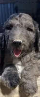 Black Female , a female Goldendoodle for sale in Salem, IN – 1 of 5