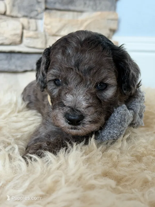 Teddy, a male Poodle - Miniature  for sale in Vancouver, WA – 1 of 3