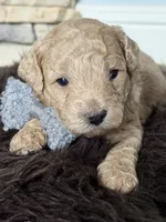 Alvin, a male Poodle - Miniature  for sale in Vancouver, WA – 1 of 3