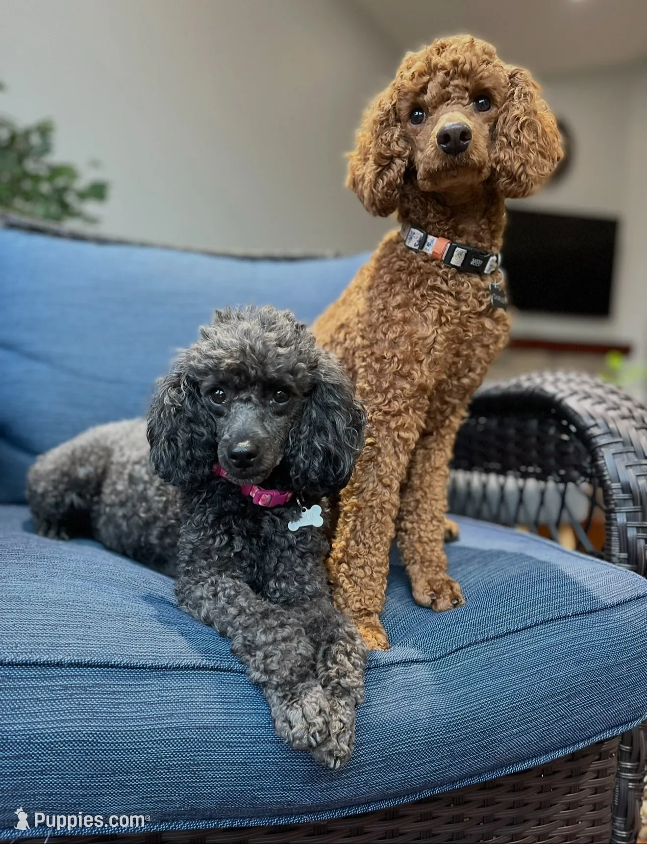 Teddy, a male Poodle - Miniature  for sale in Vancouver, WA – 3 of 3