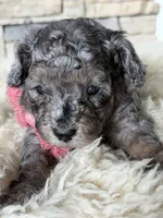 Princess, a female Poodle - Miniature  for sale in Vancouver, WA – 2 of 3
