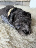 Teddy, a male Poodle - Miniature  for sale in Vancouver, WA – 2 of 3