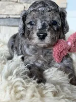 Princess, a female Poodle - Miniature  for sale in Vancouver, WA – 1 of 3