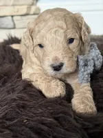 Alvin, a male Poodle - Miniature  for sale in Vancouver, WA – 2 of 3