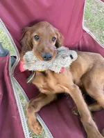 Raegan , a female Irish Setter for sale in Myrtle Creek, OR – 4 of 8