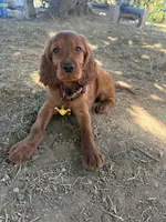 Raegan , a female Irish Setter for sale in Myrtle Creek, OR – 7 of 8
