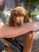 Raegan , a female Irish Setter for sale in Myrtle Creek, OR – 2 of 8
