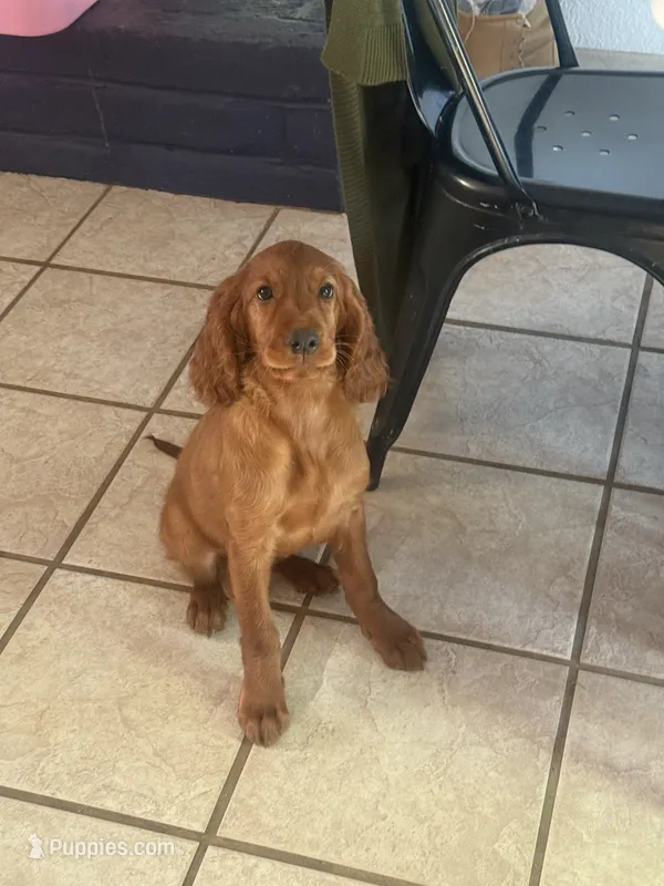 Raegan  – Irish Setter puppy for sale in Myrtle Creek, OR
