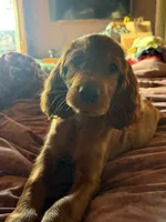 Raegan , a female Irish Setter for sale in Myrtle Creek, OR – 8 of 8