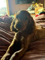 Raegan , a female Irish Setter for sale in Myrtle Creek, OR – 5 of 8