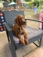 Raegan , a female Irish Setter for sale in Myrtle Creek, OR – 3 of 8
