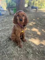 Raegan , a female Irish Setter for sale in Myrtle Creek, OR – 6 of 8