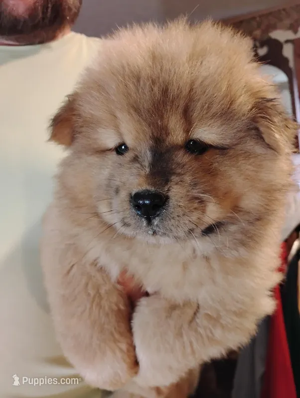 Red chow boy – Chow Chow puppy for sale in Hodgenville, KY