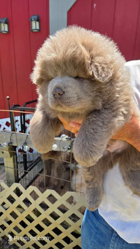 Lilac baby  – Chow Chow puppy for sale in Hodgenville, KY