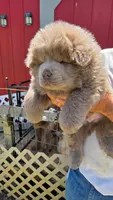 Sold going to Canada , a male Chow Chow for sale in Hodgenville, KY – 1 of 1