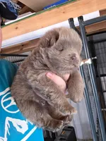 Lilac baby , a male Chow Chow for sale in Hodgenville, KY – Photo 3 of 3