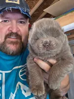 Lilac baby , a male Chow Chow for sale in Hodgenville, KY – Photo 2 of 3