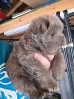 Lilac baby , a male Chow Chow for sale in Hodgenville, KY – Photo 1 of 3