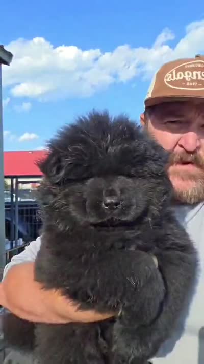 Stunning boy black , a male Chow Chow for sale in Hodgenville, KY – 1 of 2