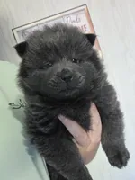 Blue girl chow chow , a female Chow Chow for sale in Hodgenville, KY – 2 of 3