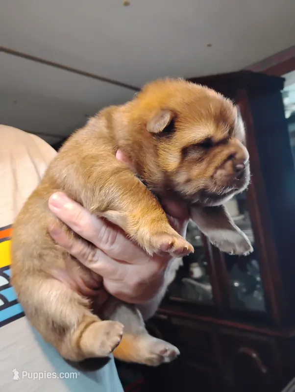 Red girl  – Chow Chow puppy for sale in Hodgenville, KY