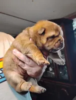 Red girl , a female Chow Chow for sale in Hodgenville, KY – 1 of 1
