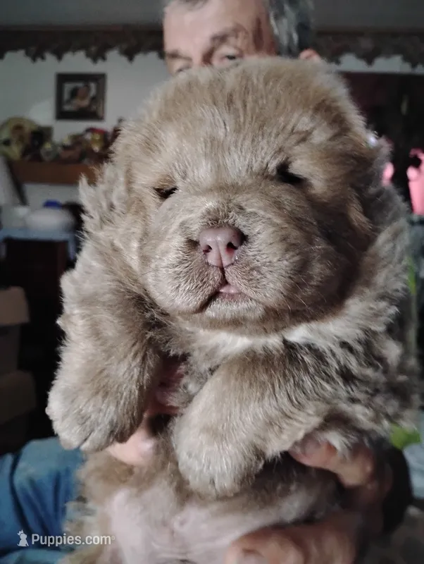 Lilac boy  – Chow Chow puppy for sale in Hodgenville, KY