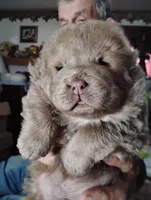 Lilac boy , a male Chow Chow for sale in Hodgenville, KY – 1 of 1