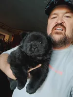 Black chow puppy, a female Chow Chow for sale in Hodgenville, KY – Photo 2 of 2