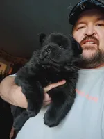 Black chow puppy, a female Chow Chow for sale in Hodgenville, KY – Photo 1 of 2