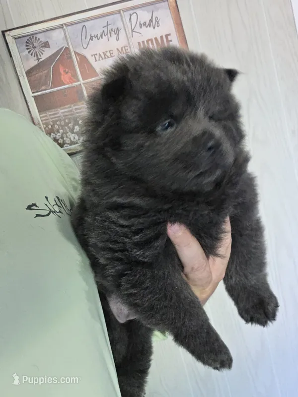 Blue girl chow chow , a female Chow Chow for sale in Hodgenville, KY – 1 of 3