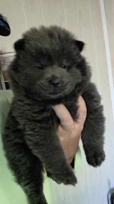 Blue girl chow chow , a female Chow Chow for sale in Hodgenville, KY – 3 of 3