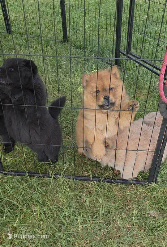 Missy baby  – Chow Chow puppy for sale in Hodgenville, KY