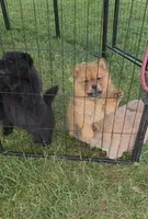 Missy baby , a female Chow Chow for sale in Hodgenville, KY – Photo 1 of 3