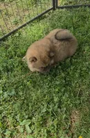 Missy baby , a female Chow Chow for sale in Hodgenville, KY – Photo 3 of 3