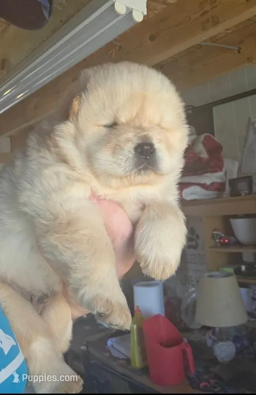 Cream baby  – Chow Chow puppy for sale in Hodgenville, KY