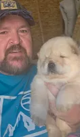 Cream baby , a male Chow Chow for sale in Hodgenville, KY – Photo 2 of 2
