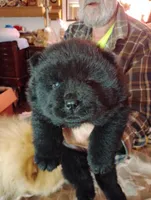 Black male , a male Chow Chow for sale in Hodgenville, KY – Photo 3 of 3