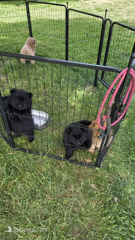 Black male  – Chow Chow puppy for sale in Hodgenville, KY