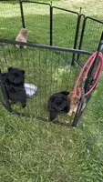 Black male , a male Chow Chow for sale in Hodgenville, KY – Photo 1 of 3