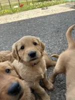 Plum, a female Golden Retriever for sale in Belgrade, MT – 5 of 6